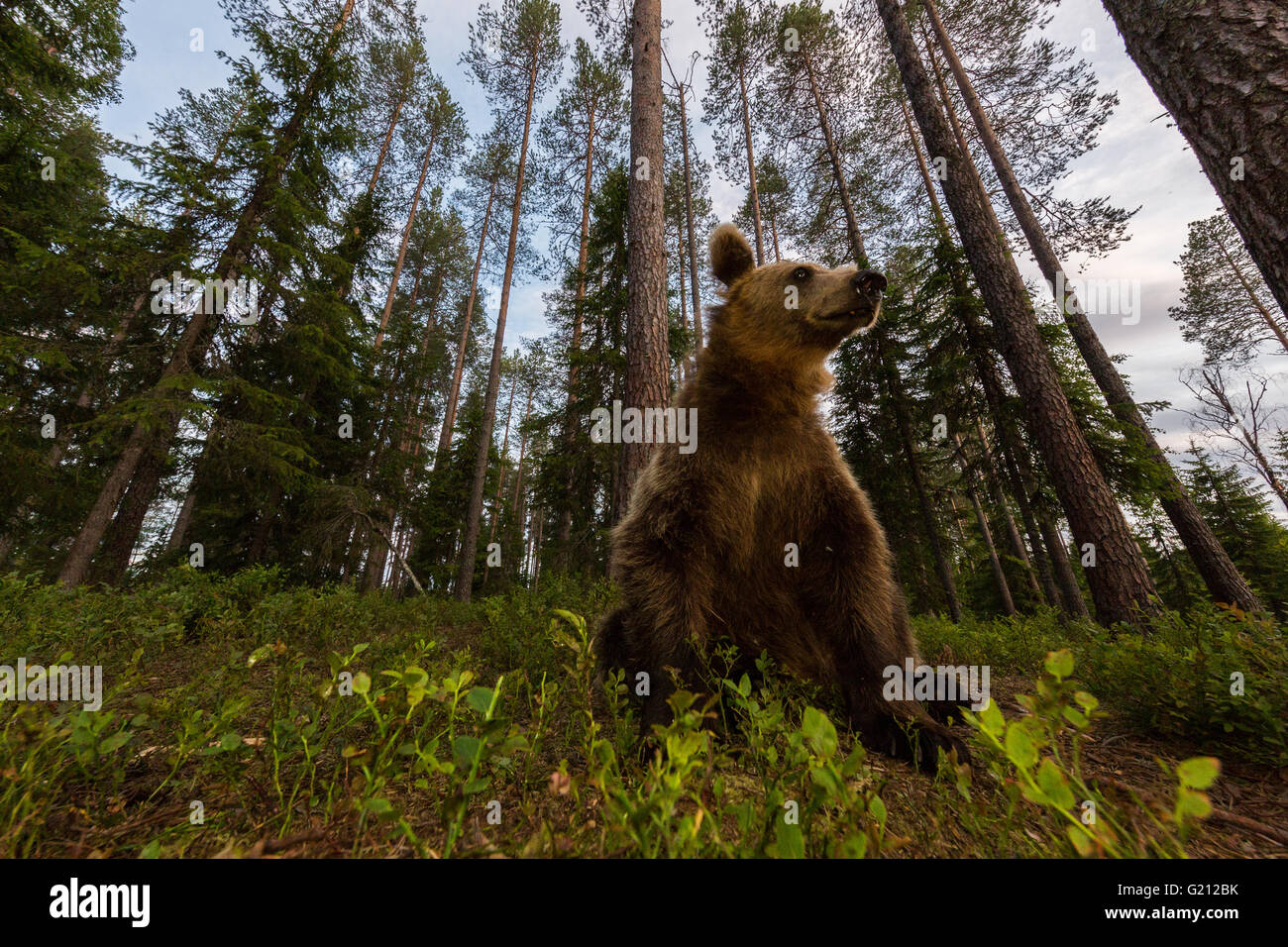 Wild Grizzly-Bären im Wald Stockfoto
