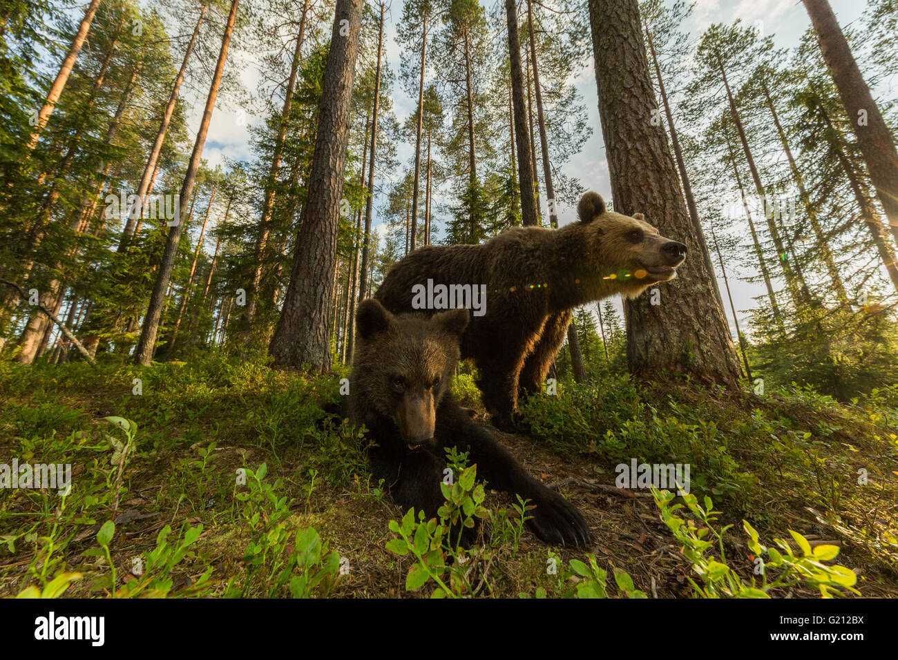 Wild Grizzly-Bären im Wald Stockfoto