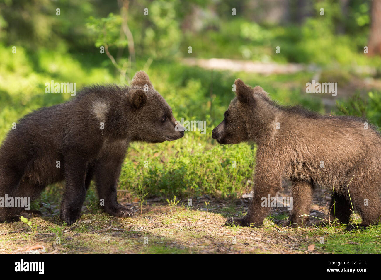 Wild Grizzly-Bären im Wald Stockfoto