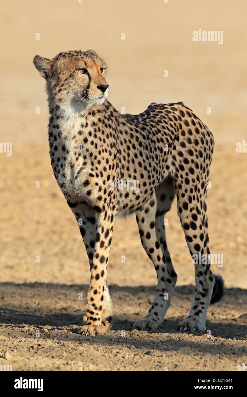 Alert Gepard (Acinonyx Jubatus), Kalahari-Wüste, Südafrika Stockfoto