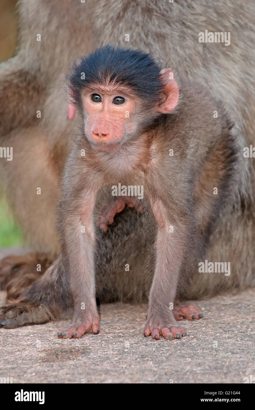 Niedliche Baby Chacma Pavian (Papio Hamadryas) mit seiner Mutter, Südafrika Stockfoto