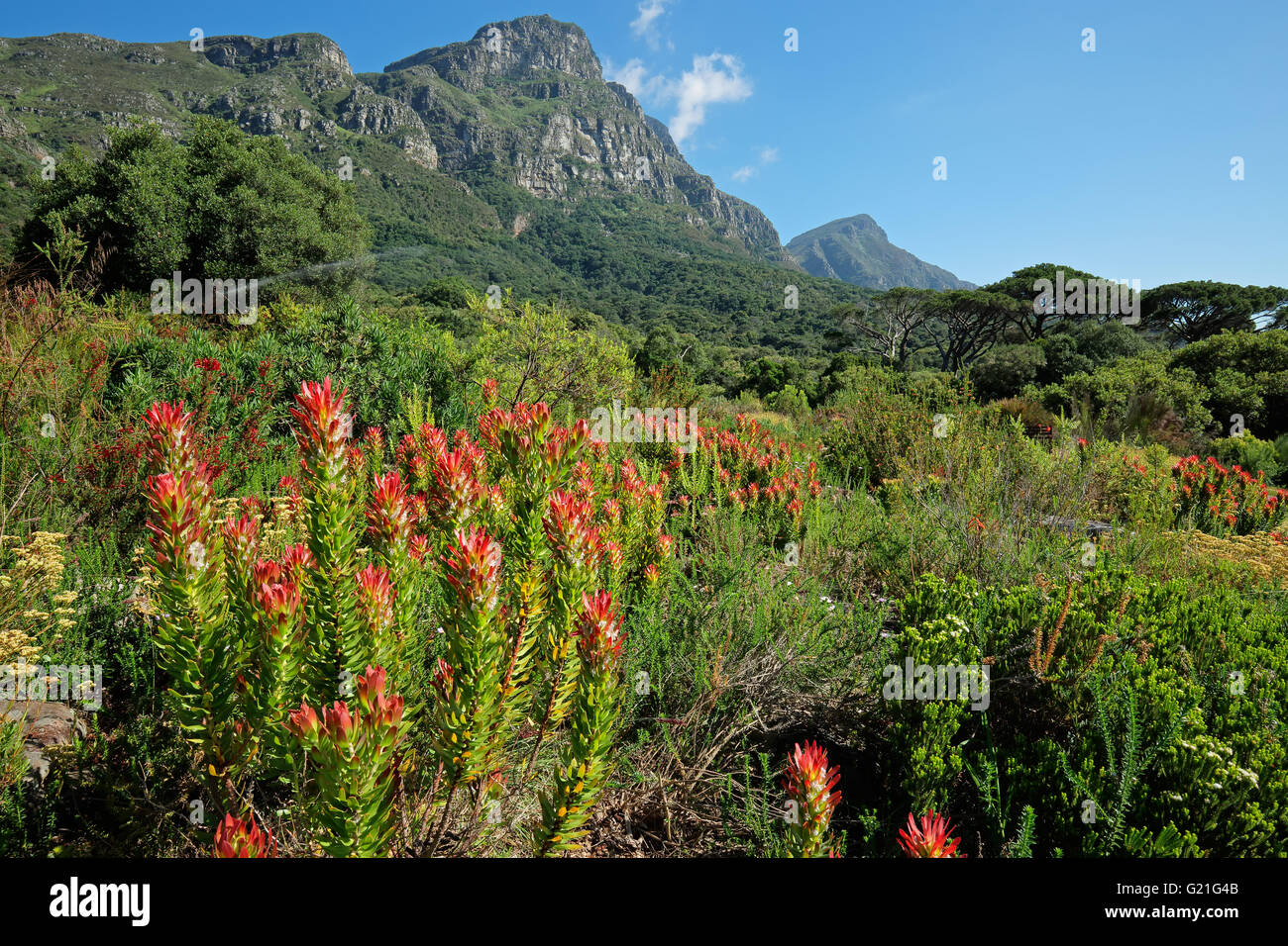 Kirstenbosch Botanischer Garten vor dem Hintergrund der Tafelberg, Kapstadt, Südafrika Stockfoto