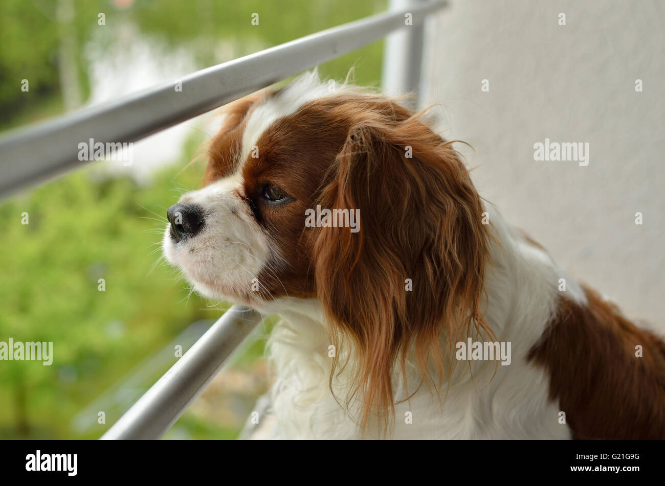 Schöner Hund, Cavalier King Charles Spaniel (Blenheim), gerade durch Balkon bars Stockfoto