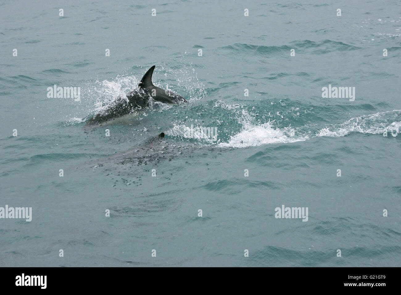 Dusky Dolphin Lagemorhynchus Obscurus Neuseeland Stockfoto