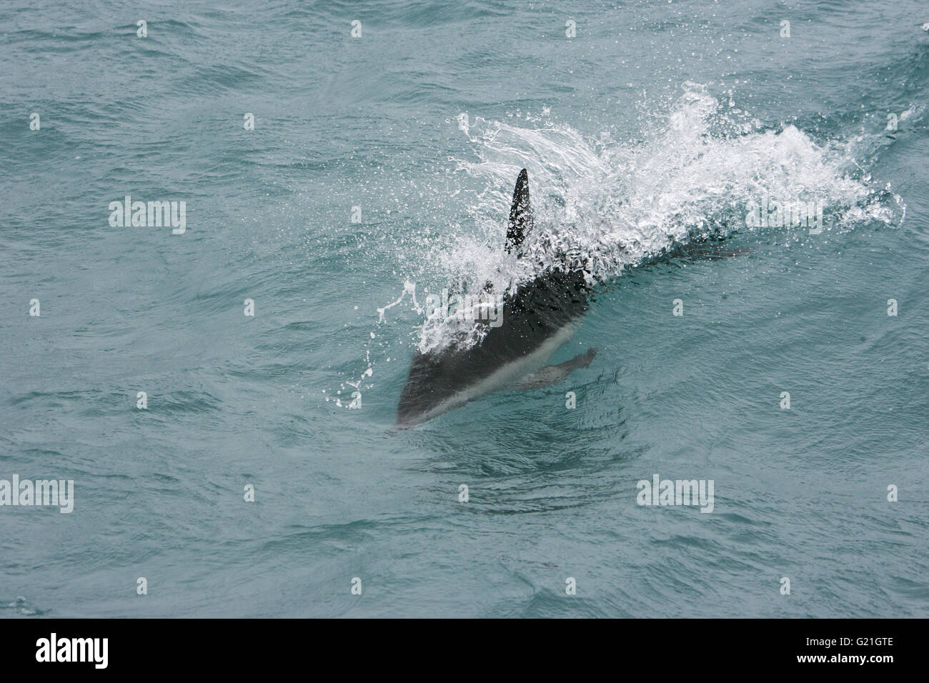 Dusky Dolphin Lagemorhynchus Obscurus Neuseeland Stockfoto