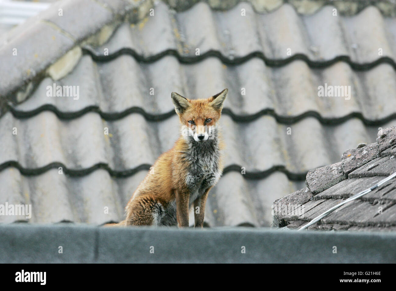 Rotfuchs Vulpes Vulpes junge Frau auf Hausdach Stockfoto