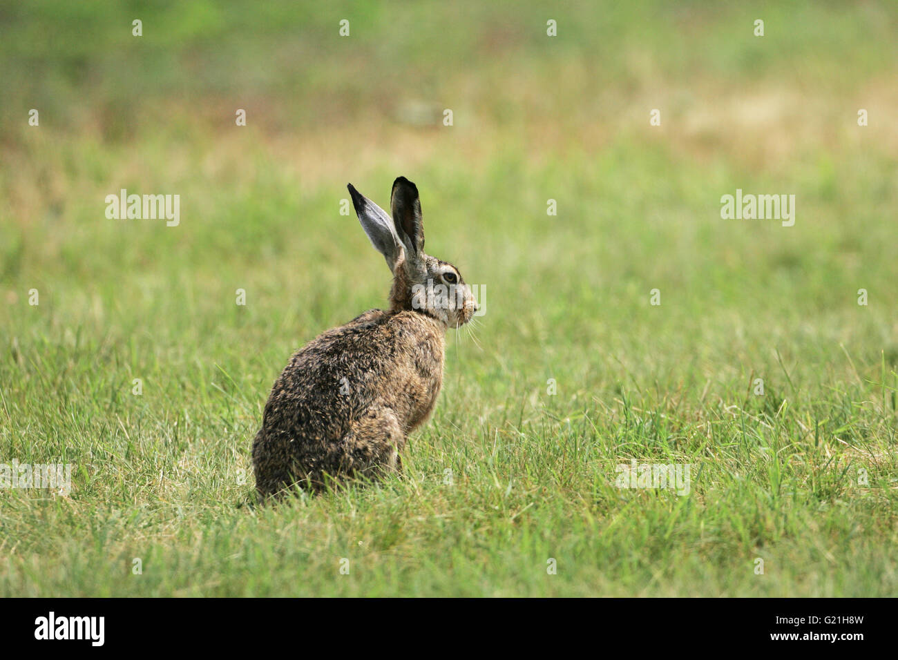 Feldhase Lepus Capensis ruht in einem Feld nahe Tiszaalpar Ungarn Stockfoto