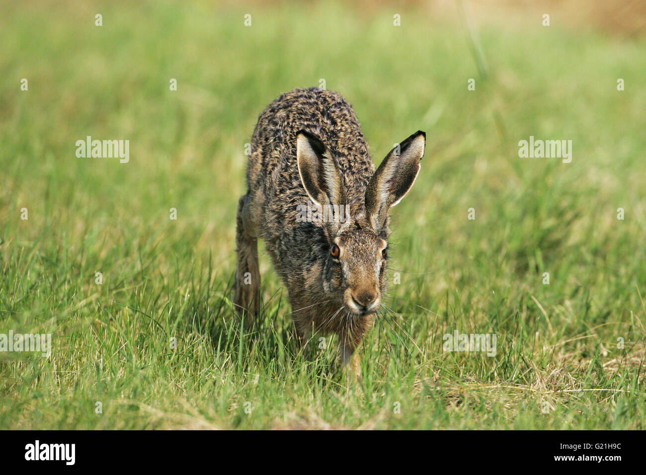 Feldhase Lepus Capensis in einem Feld in der Nähe von Tiszaalpar Ungarn Stockfoto