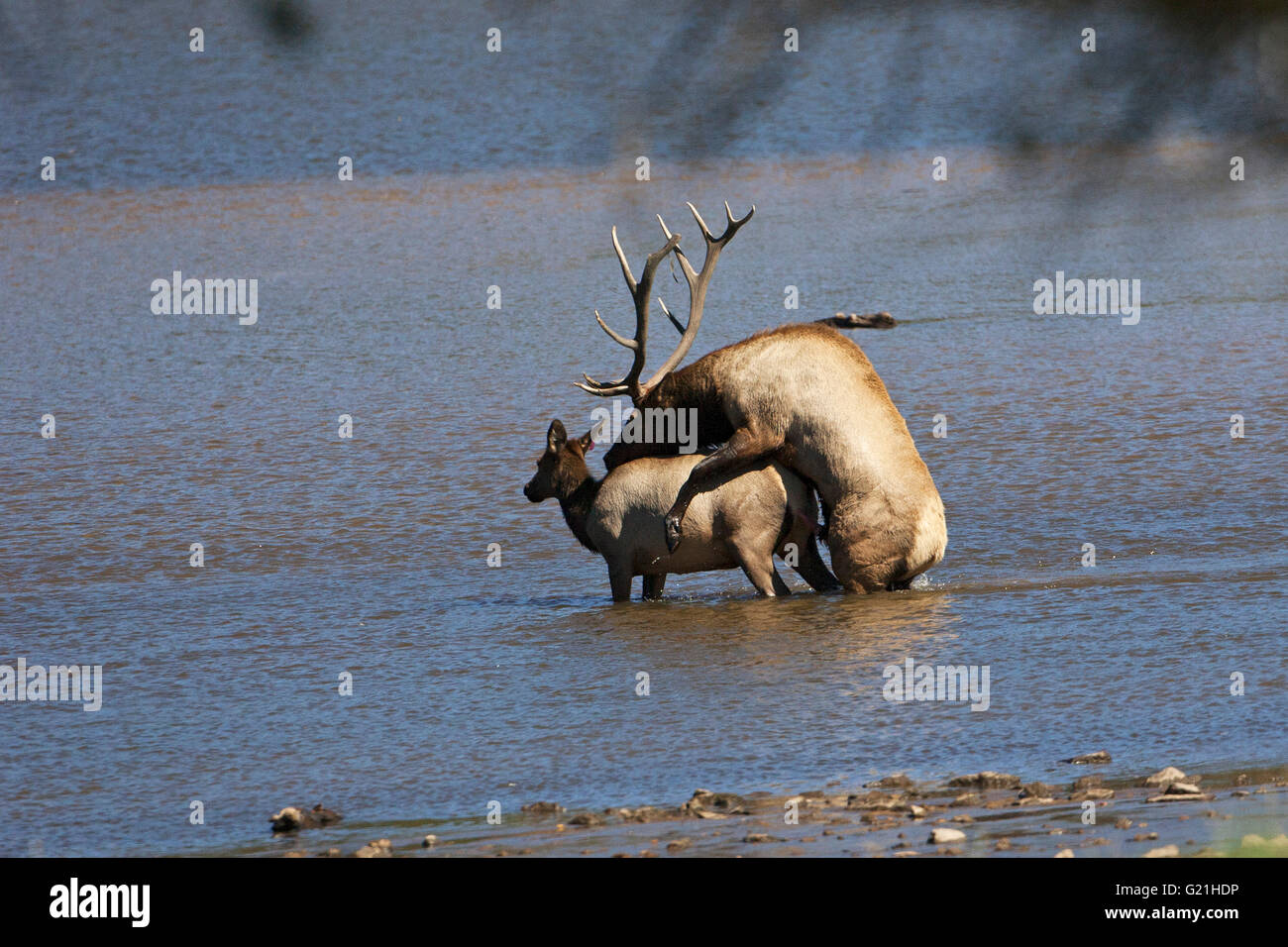 Elk Cervus Canadensis Paarung Lake Estes Estes Park Rocky Mountain National Park Colorado USA Stockfoto