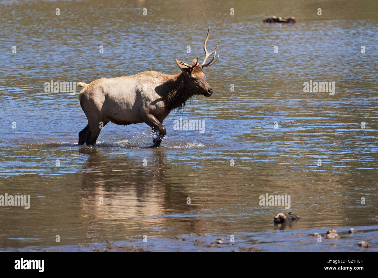 Elk Cervus Canadensis Männchen während der Brunft Lake Estes Estes Park Rocky Mountain National Park Colorado USA Stockfoto