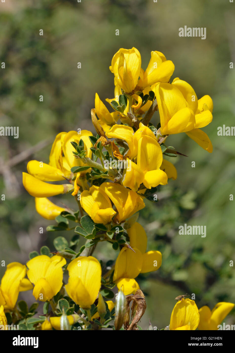 Stachelige Besen - Calycotome Villosa gelbe Garrigue Strauch Stockfoto