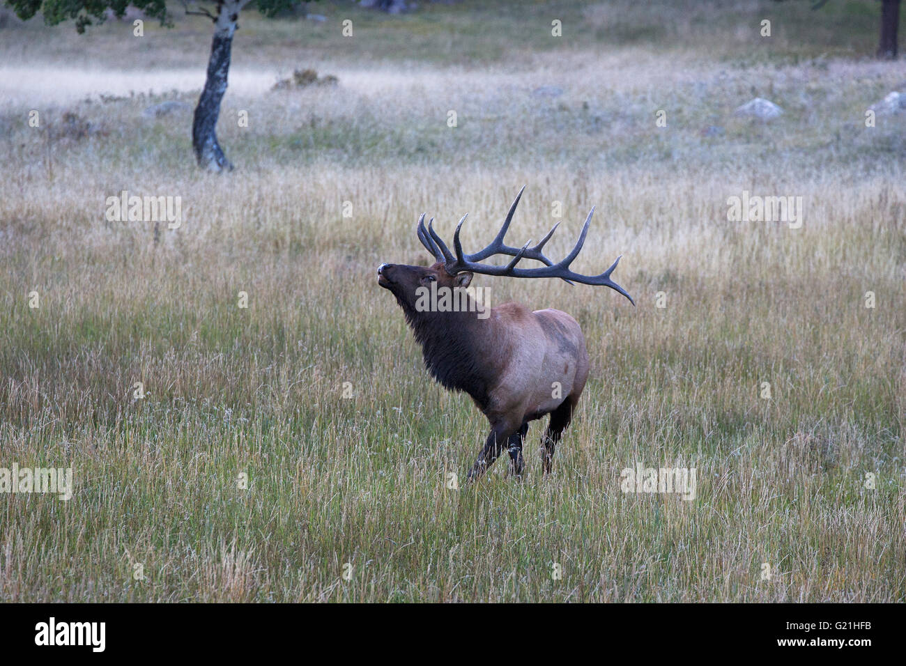 Rocky Mountain Elk Cervus Canadensis Nelsoni West Horseshoe Park Rocky Mountain National Park Colorado USA Stockfoto