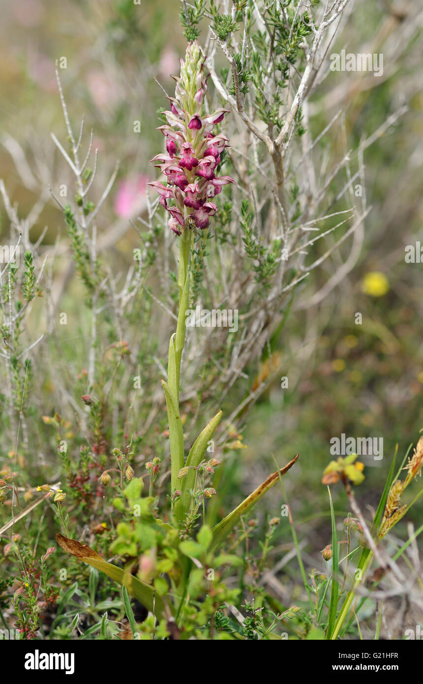 Fehler Orchidee - Orchis Fragrans Blume im Lebensraum Stockfoto