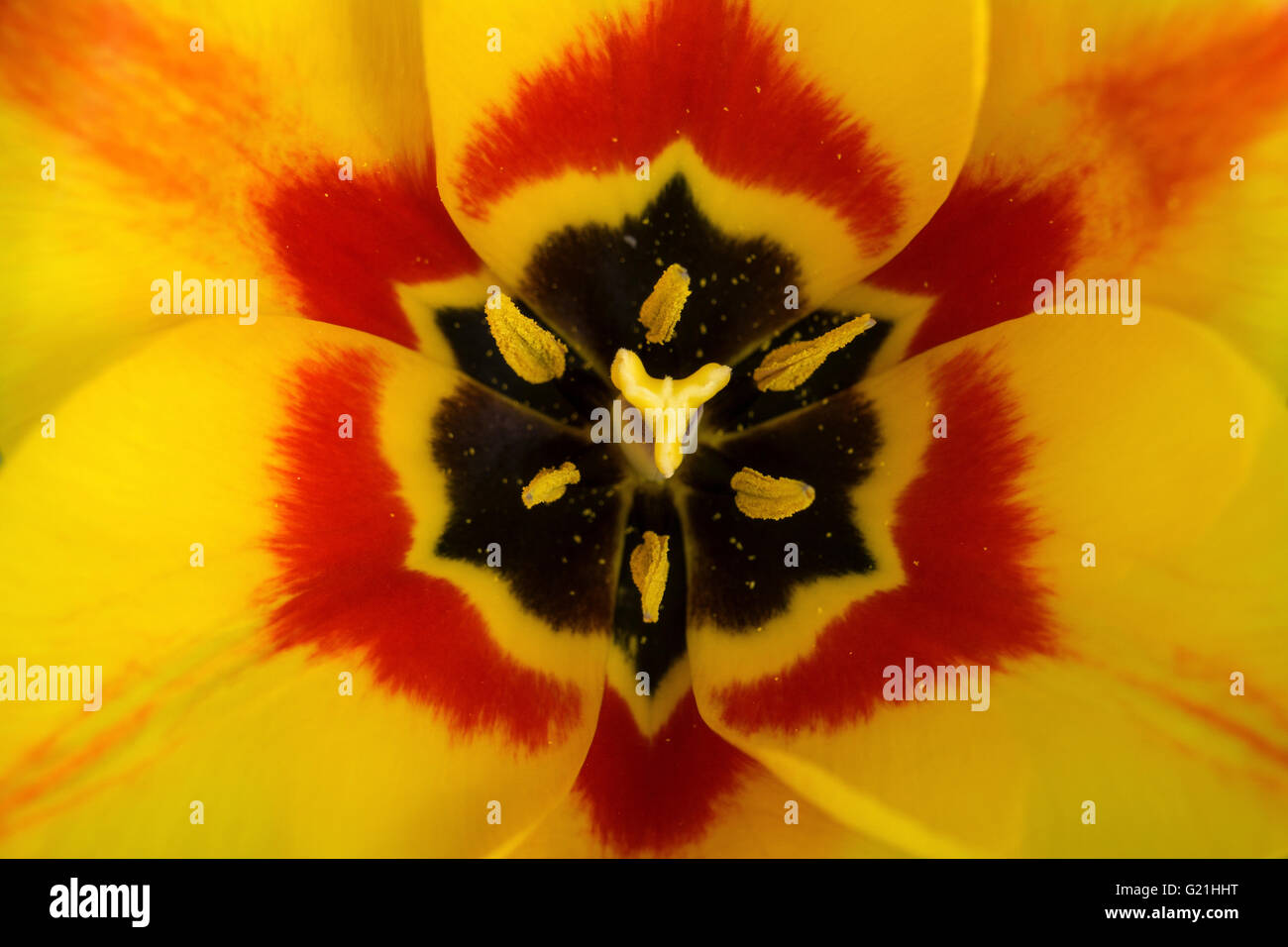 Gelb-rote Tulpe (Tulipa), Stempel und Staubblätter, nah, Baden-Württemberg, Deutschland Stockfoto
