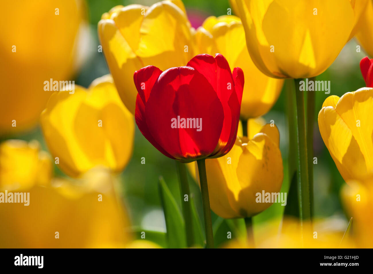 Rote und gelbe Tulpen (Tulipa SP.), Baden-Württemberg, Deutschland Stockfoto