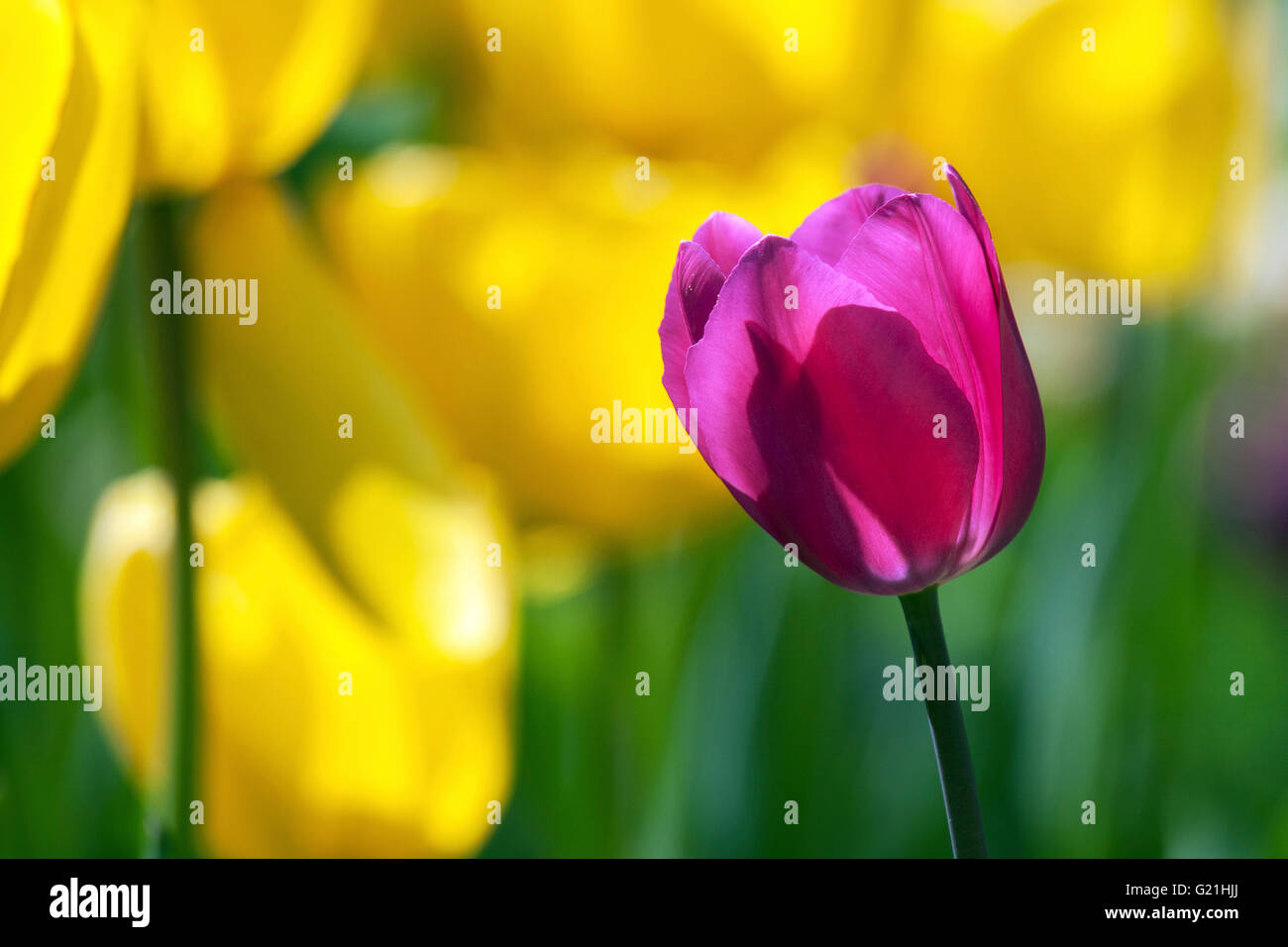 Lila Tulpe gegen gelbe Tulpen (Tulipa SP.), Hintergrundbeleuchtung, Baden-Württemberg, Deutschland Stockfoto