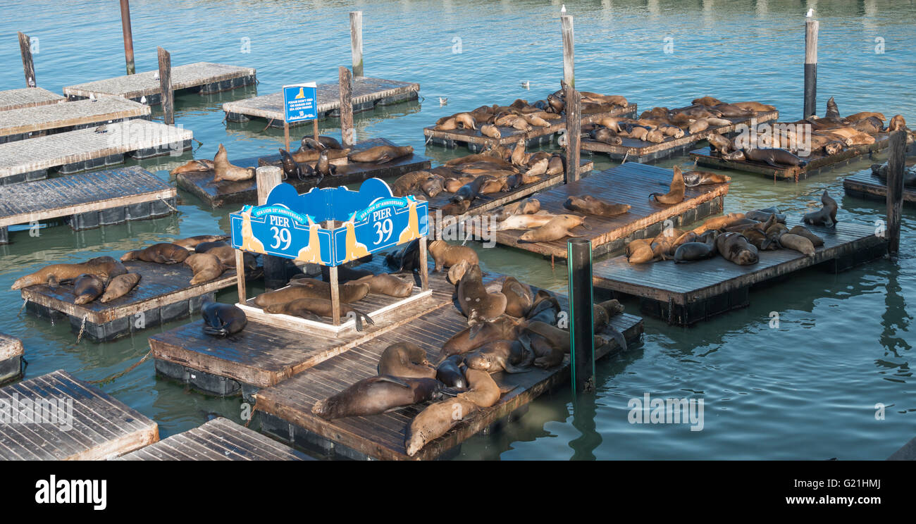 Kalifornische Seelöwen (Zalophus Californianus) am Pier 39, San Francisco, San Francisco, Kalifornien Stockfoto