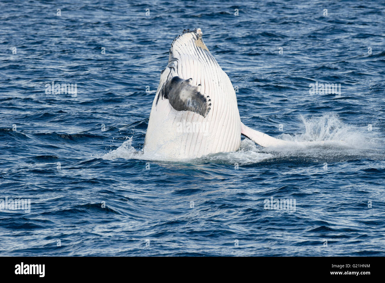 Buckelwale (Megaptera novaeangliae) Verletzung, Hervey Bay, Queensland, Australien Stockfoto
