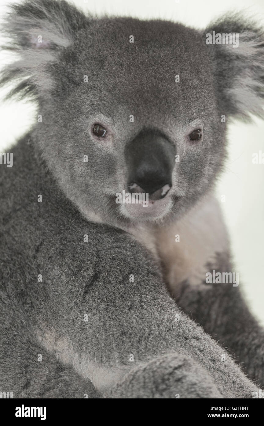 Koala (phascolarctos cinereous), Lone Pine Koala Sanctuary, Brisbane, Queensland, Australien Stockfoto