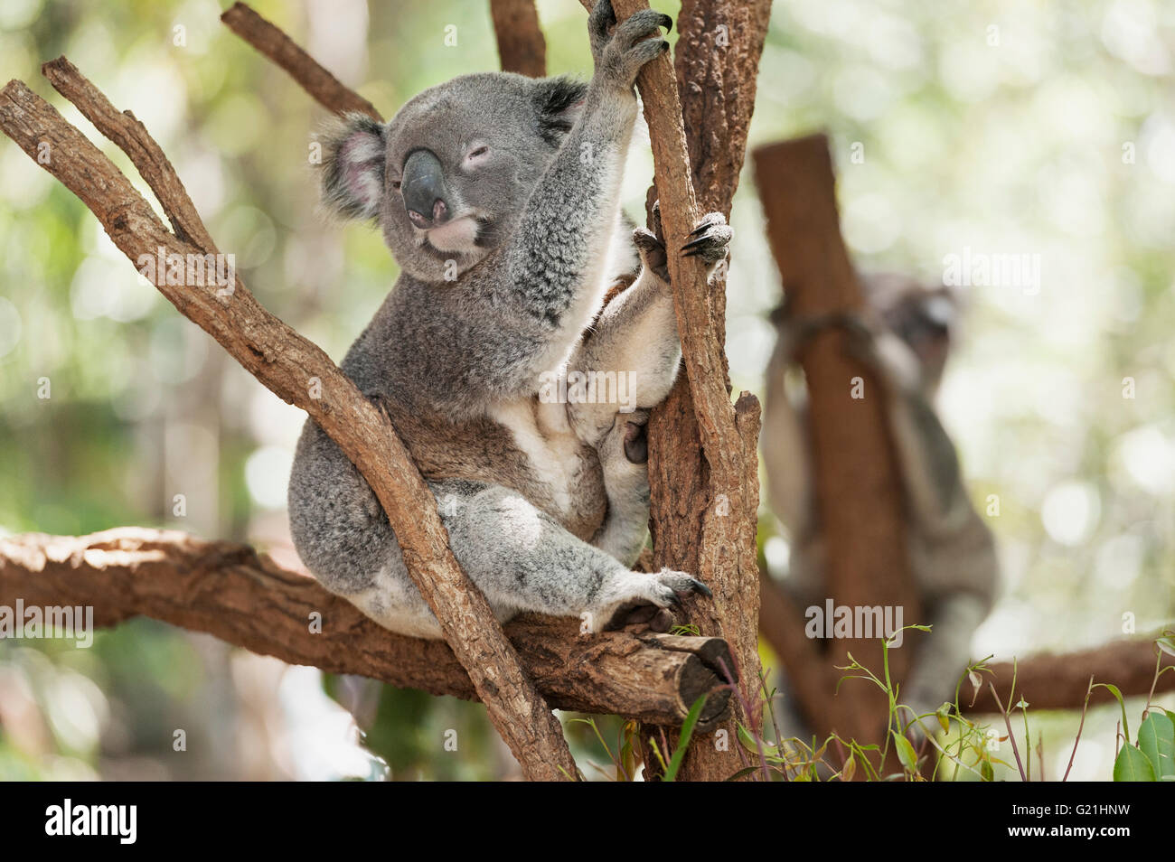 Koala (phascolarctos cinereous) schlafend auf einem Baum, Lone Pine Koala Sanctuary, Brisbane, Queensland, Australien Stockfoto