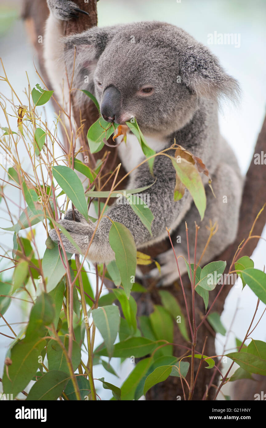 Koala (phascolarctos cinereous) essen Blätter, Lone Pine Koala Sanctuary, Brisbane, Queensland, Australien Stockfoto