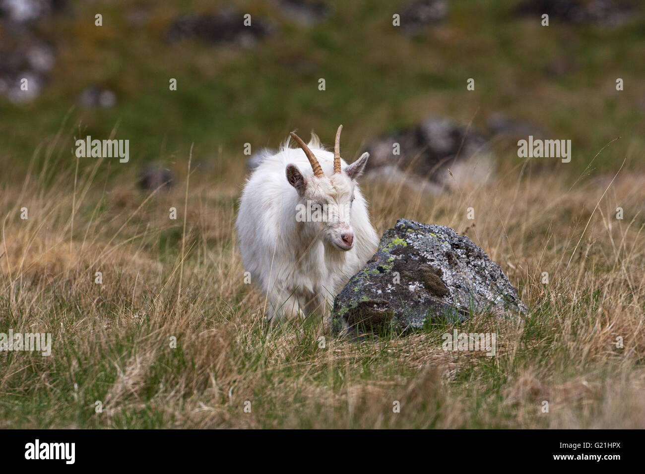 Verwilderte Ziegen auf grasbewachsenen Hügel Strathdearn Highland Region Scotland UK Stockfoto