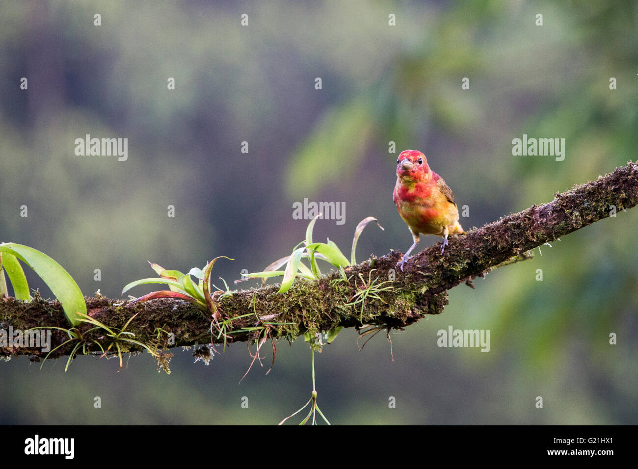 Sommer Tanager (Piranga Rubra), Laguna del Lagarta Lodge, Boca Tapada, Costa Rica, Mittelamerika Stockfoto