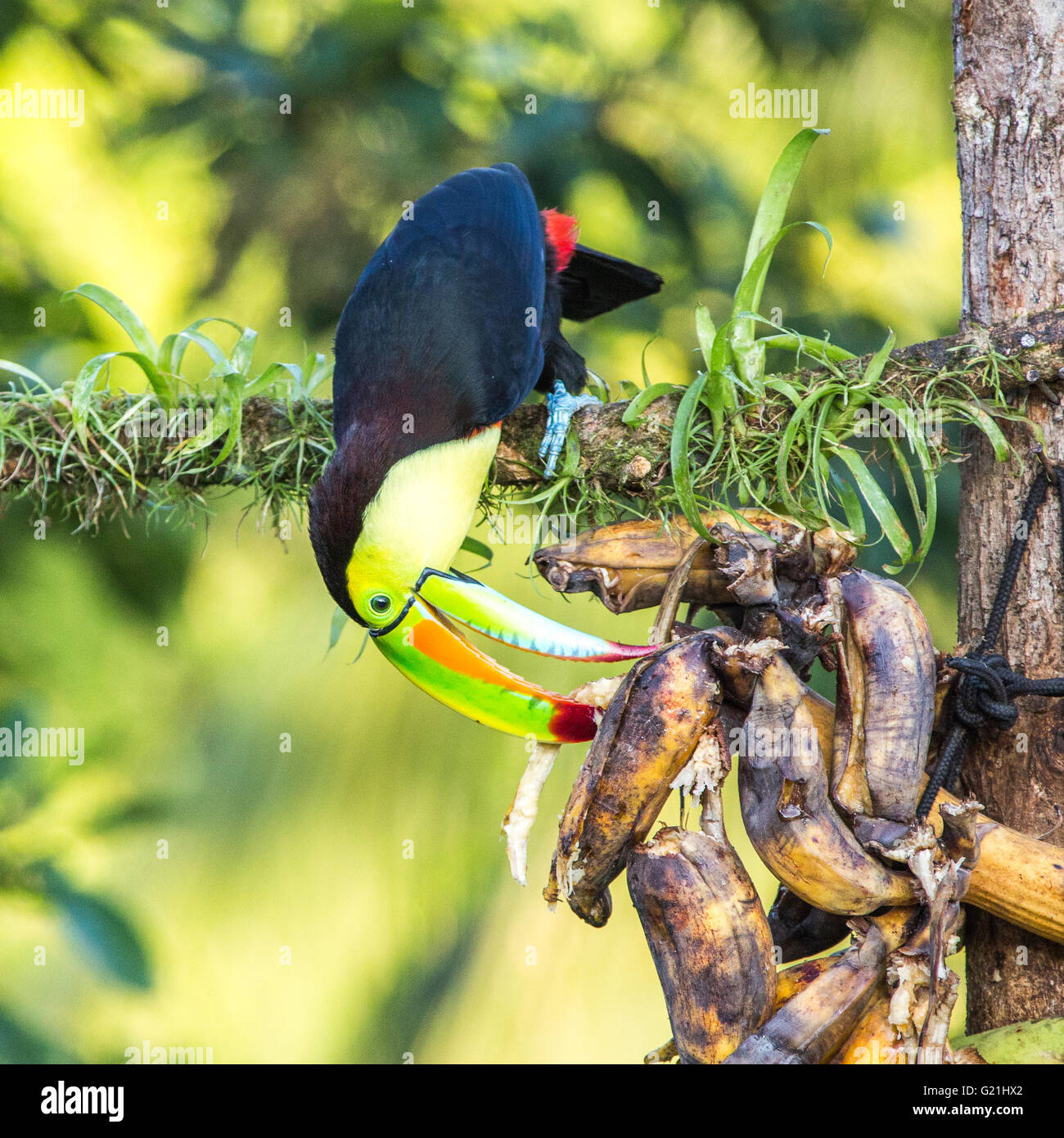 Kiel-billed Toucan (Ramphastos Sulfuratus), Laguna del Lagarto, Costa Rica, Mittelamerika Stockfoto