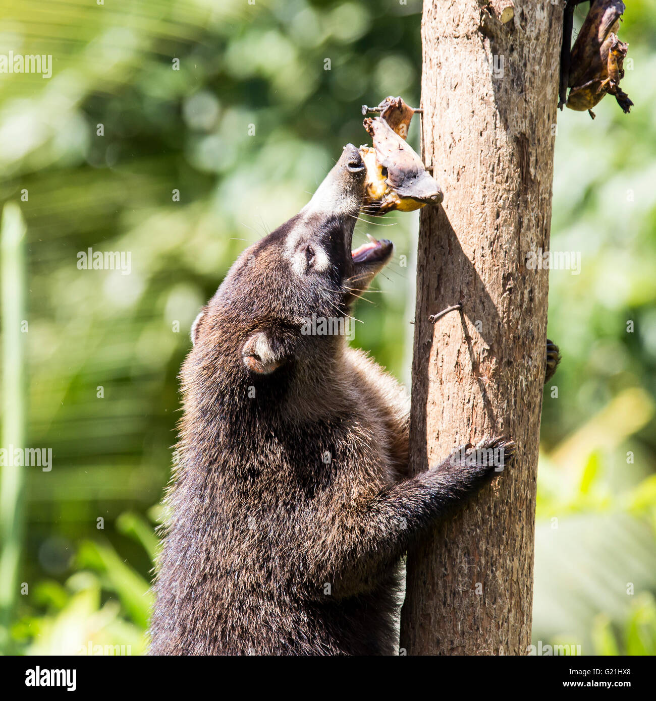 White-gerochene Nasenbär (Nasua Narica) Laguna del Lagarto, Costa Rica, Mittelamerika Stockfoto