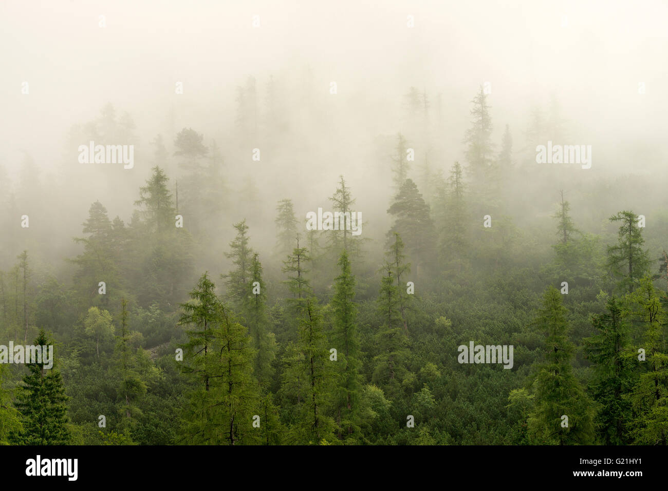 Nebligen Atmosphäre, Dichter Nebel in einem Nadelwald, Stallental, Karwendelgebirge, Tirol, Österreich Stockfoto