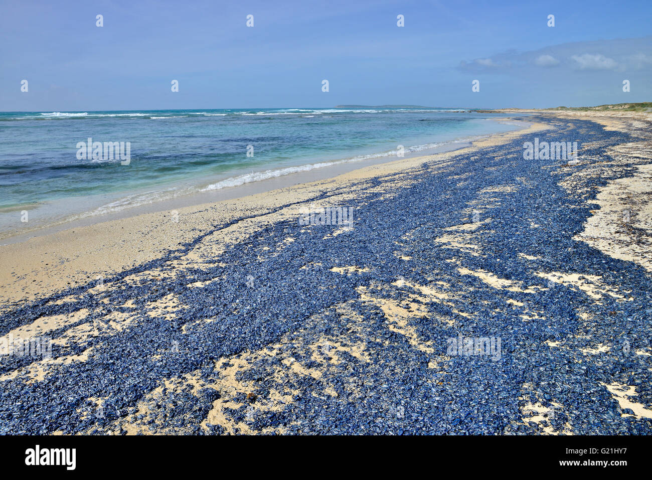 Meer Flöße (Velella Velella), unzählige Tiere stranden nach einem Sturm, Sardinien, Italien Stockfoto