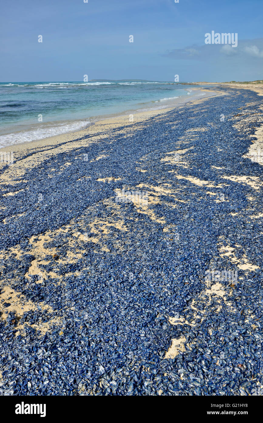 Meer Flöße (Velella Velella), unzählige Tiere stranden nach einem Sturm, Sardinien, Italien Stockfoto