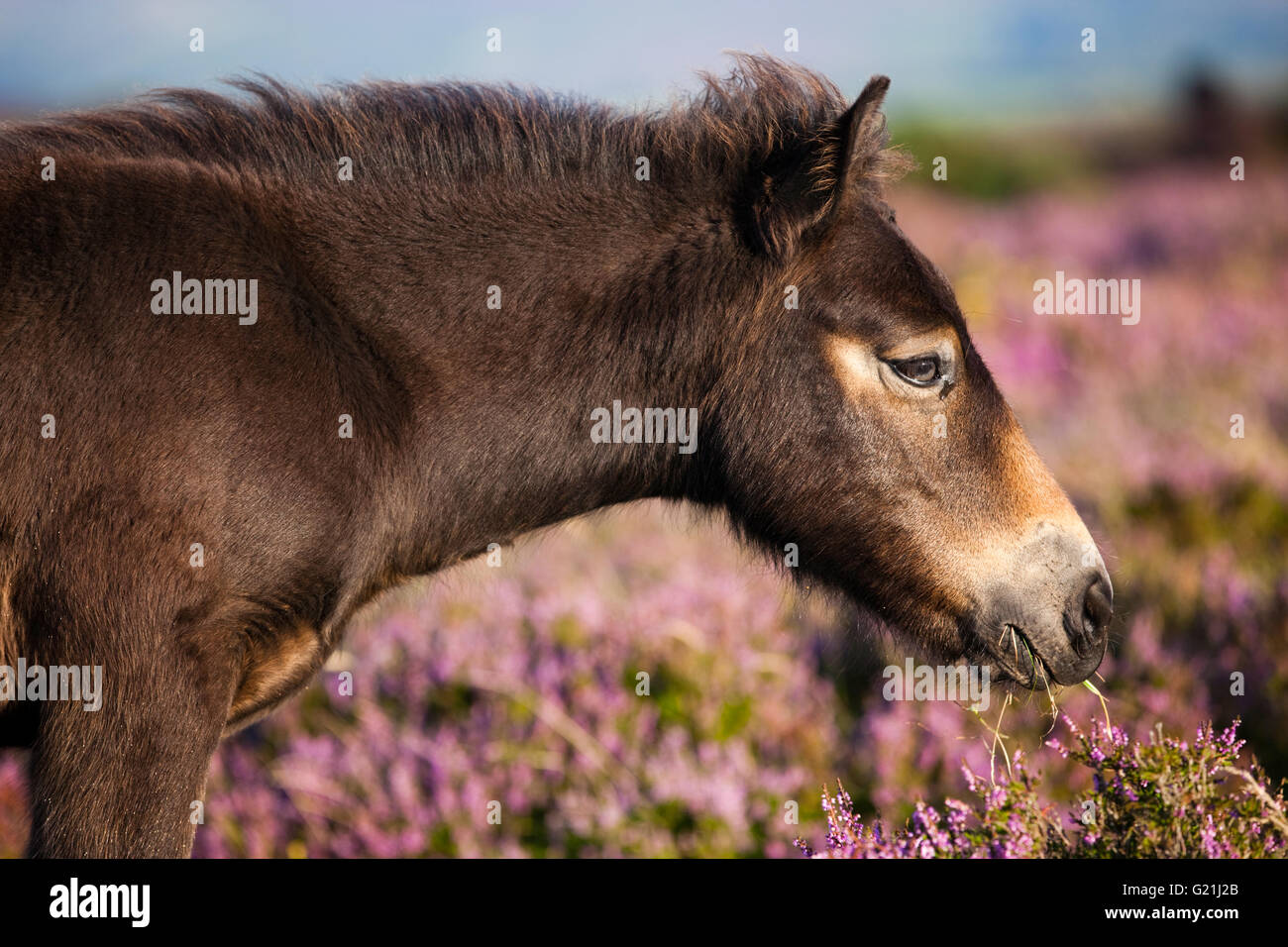 Exmoor Pony Essen, Fohlen weiden, blühenden Heidekraut, Eideandschaft, Exmoor National Park, Somerset, England, Vereinigtes Königreich Stockfoto