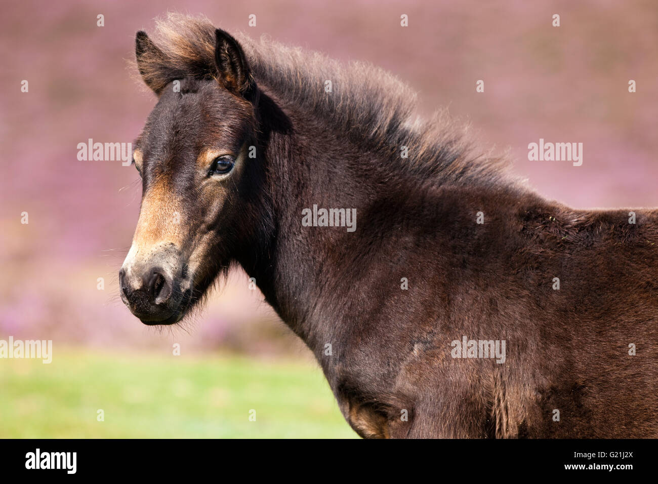 Exmoor Pony, Fohlen, Portrait, Exmoor Nationalpark, Somerset, England, Vereinigtes Königreich Stockfoto