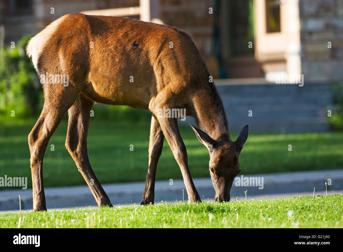 Elk Cervus Canadensis Fütterung auf Rasen Mammut-Yellowstone-Nationalpark, Wyoming USA Juni 2015 Stockfoto