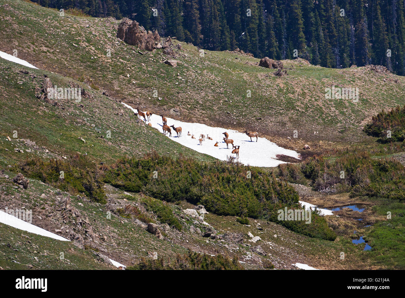 Rocky Mountain Elk Cervus Elaphus Gruppe Hinds und Kälber auf Schnee Patch in der Nähe von The Lava Felsen Trail Ridge Road Rocky Mountain N Stockfoto