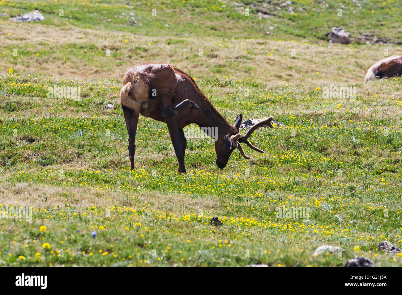 Rocky Mountain Elk Cervus Elaphus Stier samt am Hang in der Nähe von Medizin Bogen Kurve Trail Ridge Road Rocky Mountain National P Stockfoto