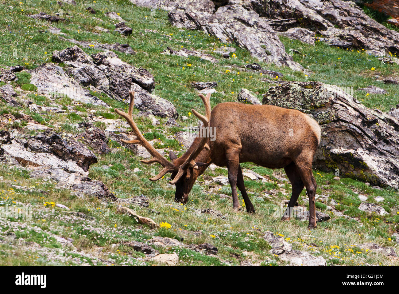 Rocky Mountain Elk Cervus Elaphus männlichen samt Fütterung in der Nähe von Alpine Besucher Zentrum Trail Ridge Road Rocky Mountain National Par Stockfoto