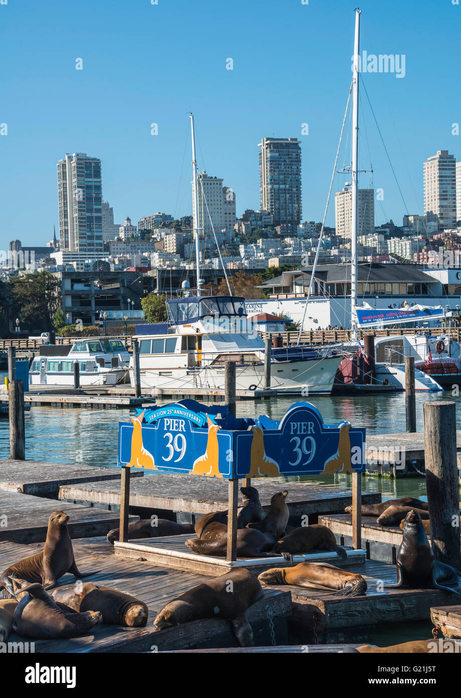 Kalifornische Seelöwen (Zalophus Californianus) am Pier 39, Fishermans Wharf, San Francisco, Kalifornien Stockfoto