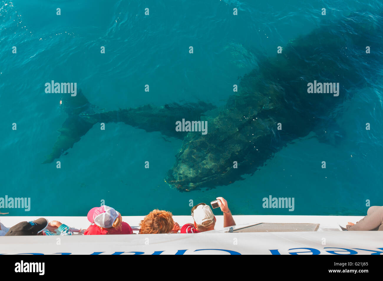 Die Menschen auf dem Boot beobachten Buckelwale (Megaptera novaeangliae), Hervey Bay, Queensland, Australien Stockfoto