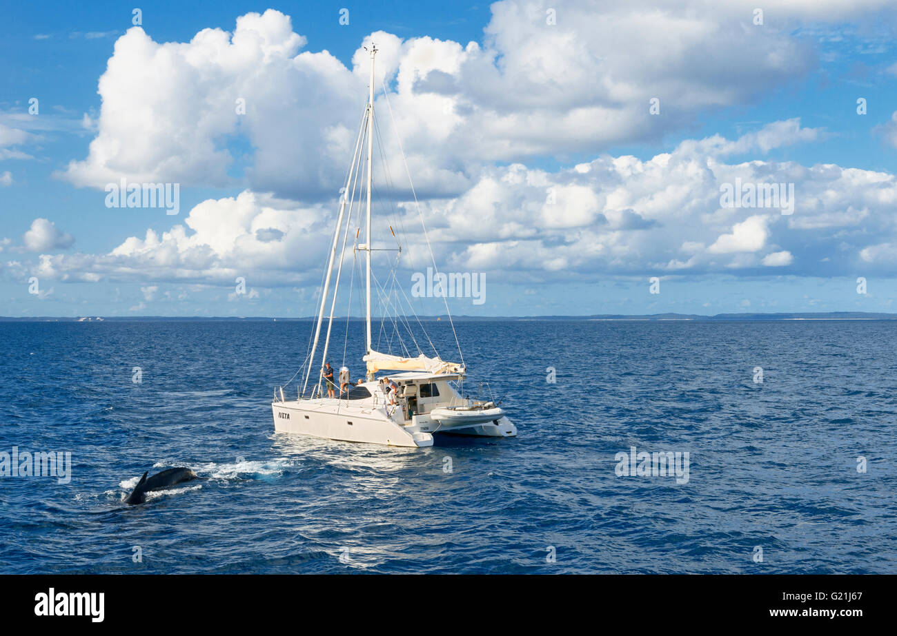 Menschen auf Segelboot beobachten Buckelwale (Megaptera novaeangliae), Hervey Bay, Queensland, Australien Stockfoto