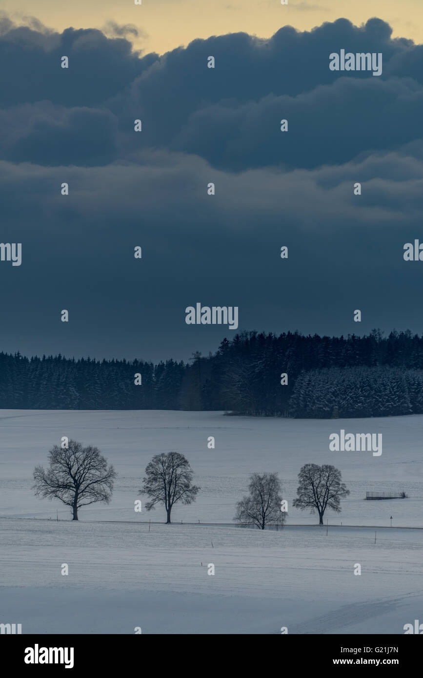 Bäume in winterlichen Landschaft mit dramatischer Himmel, Stetten, Landkreis Unterallgäu, Bayern, Deutschland Stockfoto