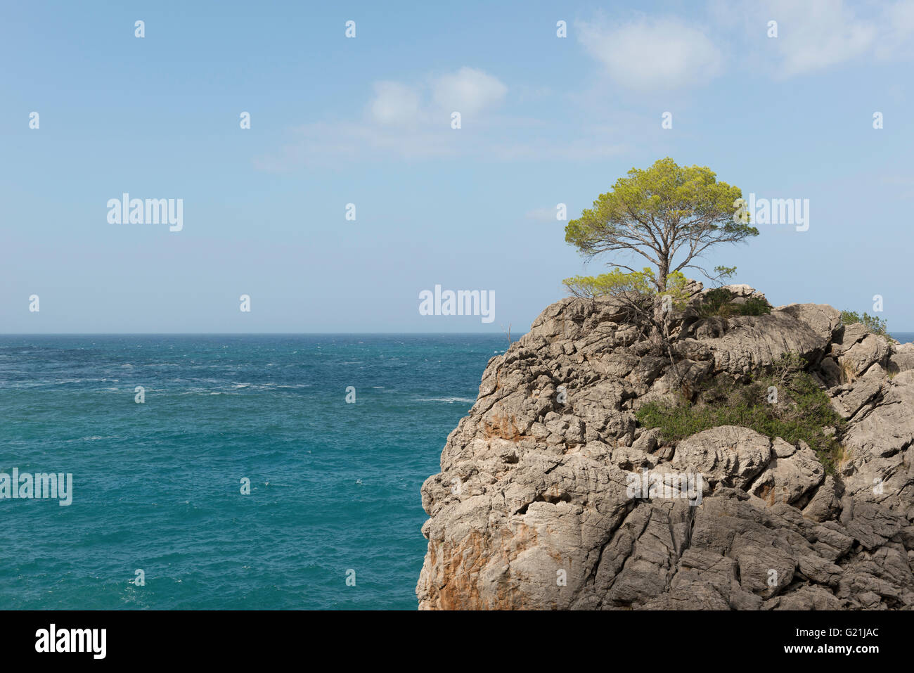 Baum auf Felsen in der Region des Torrent De Pareis, Mallorca, Balearen, Spanien Stockfoto
