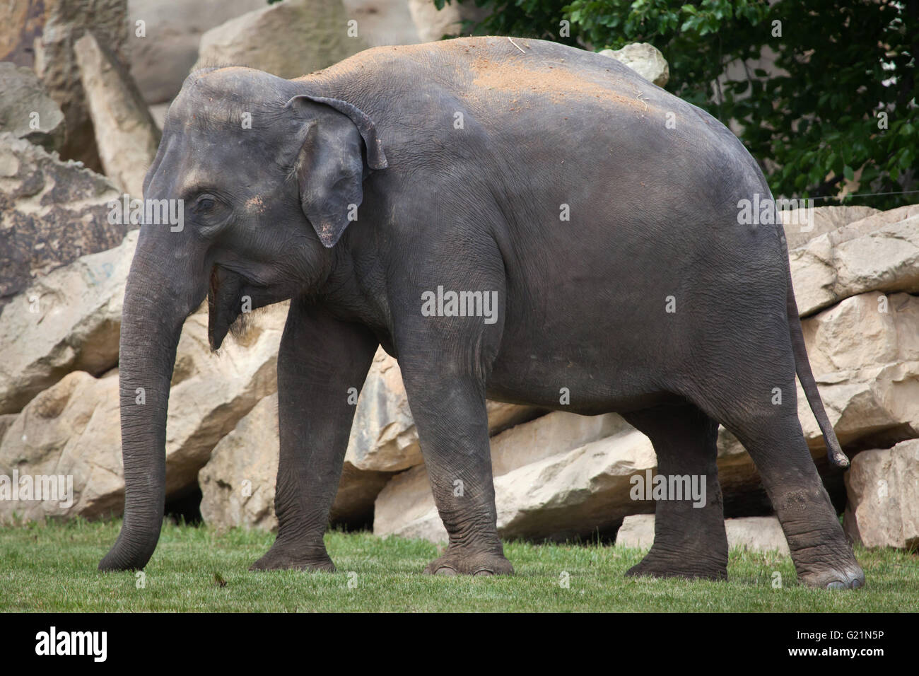 Junge indische Elefant (Elephas Maximus Indicus) am Zoo Prag. Stockfoto