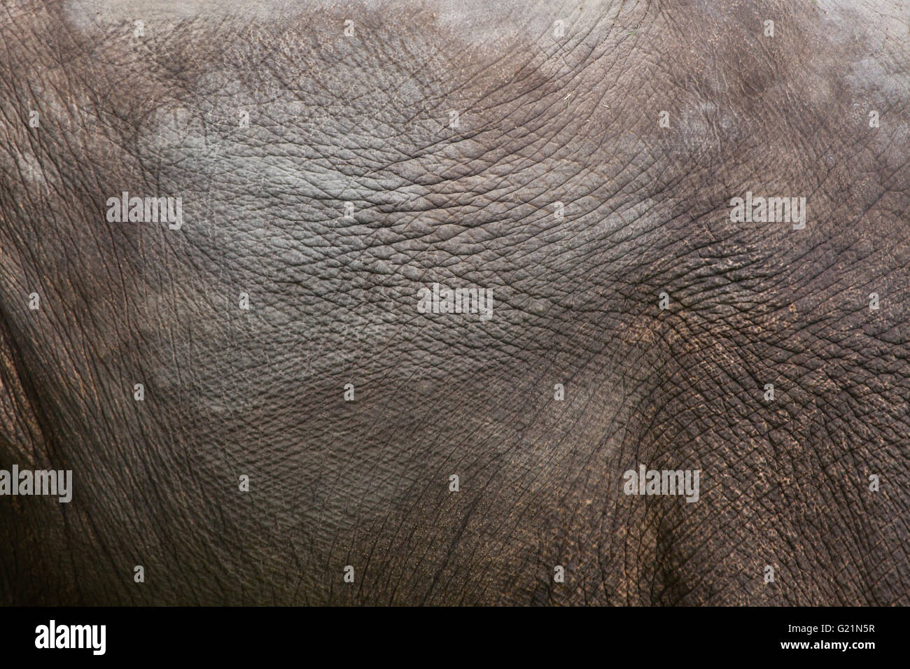 Indischer Elefant (Elephas Maximus Indicus). Textur der Haut. Tierwelt Tier. Stockfoto