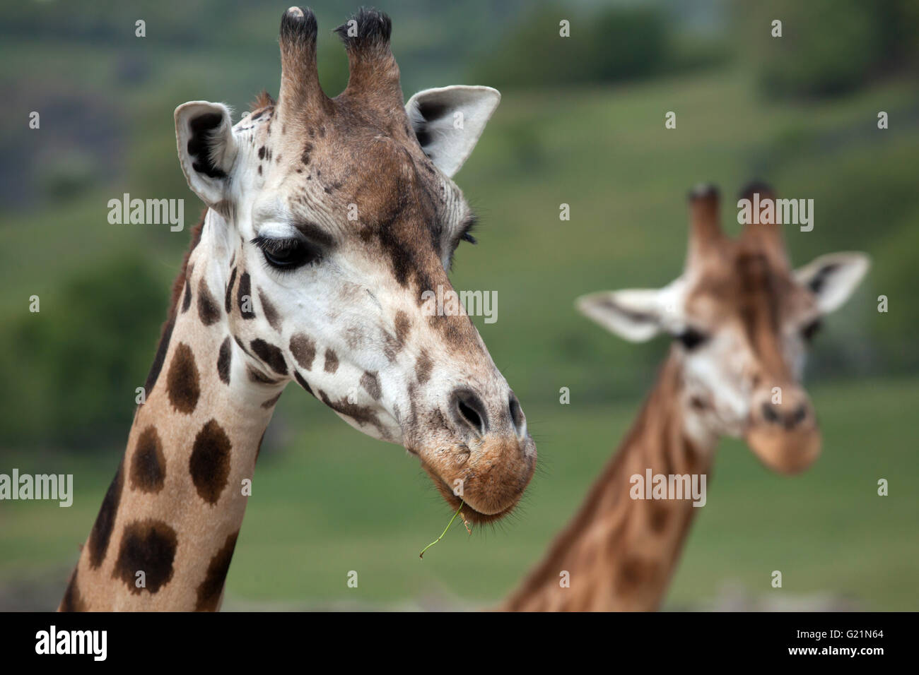 Rothschild Giraffen (Giraffa Plancius Rothschildi) am Zoo Prag. Stockfoto
