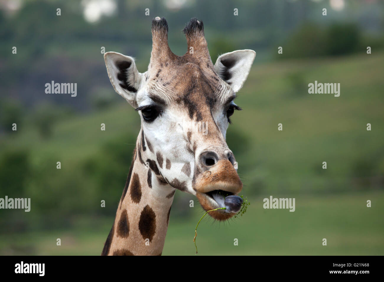 Rothschild Giraffen (Giraffa Plancius Rothschildi) am Zoo Prag. Stockfoto