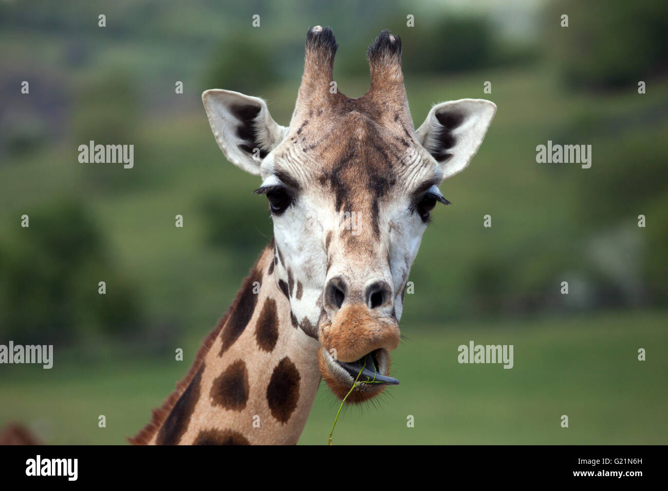 Rothschild Giraffen (Giraffa Plancius Rothschildi) am Zoo Prag. Stockfoto
