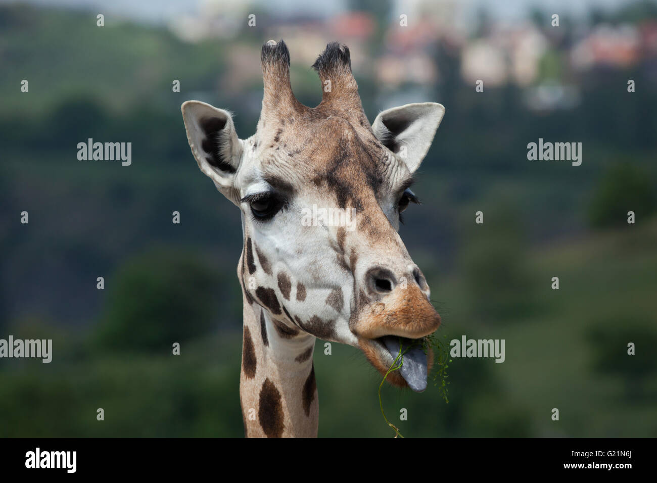 Rothschild Giraffen (Giraffa Plancius Rothschildi) am Zoo Prag. Stockfoto
