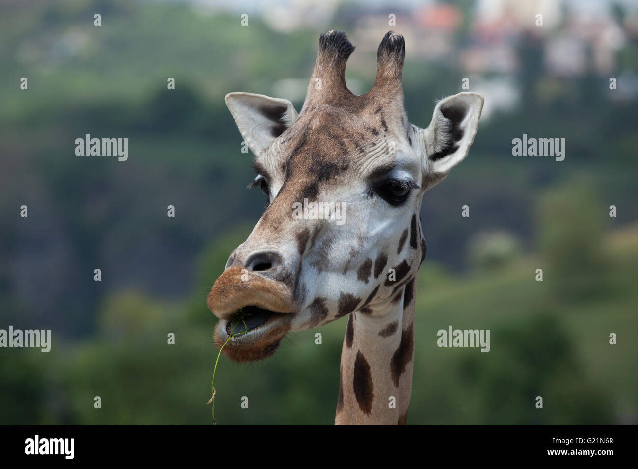 Rothschild Giraffen (Giraffa Plancius Rothschildi) am Zoo Prag. Stockfoto